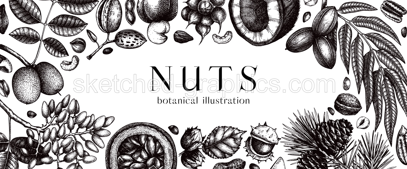 Vector nuts banner in vintage style. Vintage nuts sketched frame. Healthy food background with branches, plants, fruit, nutshells hand-drawings. Realistic botanical illustrations for packaging design Illustration